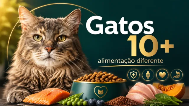 Gato com mais de 10 anos precisa de uma alimentação completamente diferente e poucos tutores sabem disso