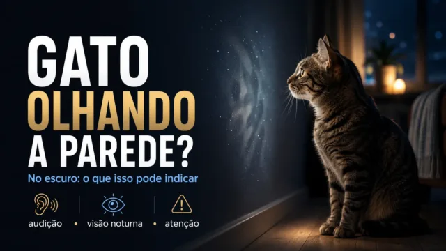 Por que o seu gato fica olhando fixo para a parede no escuro e o que fazer se isso preocupa você