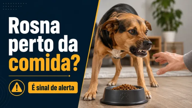 Seu cachorro rosna quando você chega perto da comida dele e isso não é normal