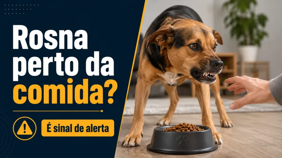Seu cachorro rosna quando você chega perto da comida dele e isso não é normal