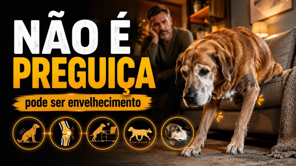Sinais de que seu cachorro está envelhecendo que a maioria dos tutores confunde com preguiça